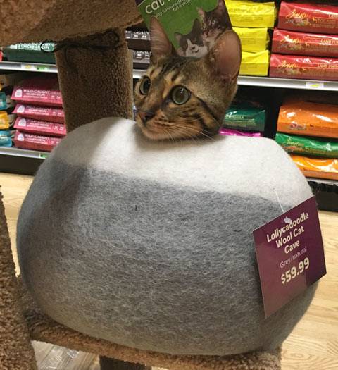 Lollycadoodle wool cheap cat beds